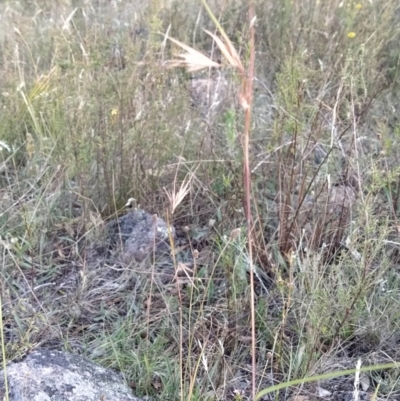 Themeda triandra (Kangaroo Grass) at Fadden, ACT - 25 Jan 2023 by KumikoCallaway