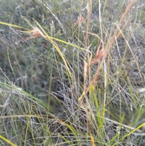 Themeda triandra at Fadden, ACT - 25 Jan 2023