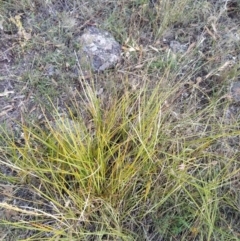 Themeda triandra at Fadden, ACT - 25 Jan 2023 07:24 PM