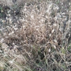 Cynosurus echinatus (Rough Dog's Tail Grass) at Wanniassa Hill - 25 Jan 2023 by KumikoCallaway