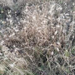 Cynosurus echinatus (Rough Dog's Tail Grass) at Fadden, ACT - 25 Jan 2023 by KumikoCallaway