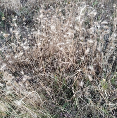 Cynosurus echinatus (Rough Dog's Tail Grass) at Fadden, ACT - 25 Jan 2023 by KumikoCallaway