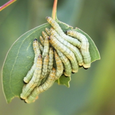 Pseudoperga sp. (genus) (Sawfly, Spitfire) at Hawker, ACT - 25 Jan 2023 by AlisonMilton