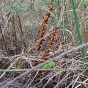 Orobanche minor at Fadden, ACT - 25 Jan 2023