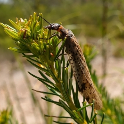 Archichauliodes sp. at Vincentia, NSW - 21 Jan 2023 by RobG1