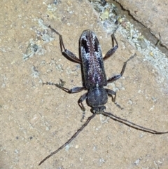 Phacodes personatus (Longhorn beetle) at Jerrabomberra, NSW - 25 Jan 2023 by SteveBorkowskis