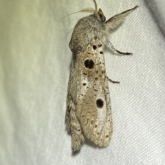 Sympycnodes digitata (A Cossid moth) at Jerrabomberra, NSW - 25 Jan 2023 by SteveBorkowskis