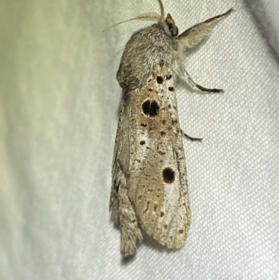 Sympycnodes digitata (A Cossid moth) at Jerrabomberra, NSW - 25 Jan 2023 by Steve_Bok