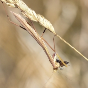 Tenodera australasiae at Hawker, ACT - 25 Jan 2023