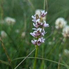 Prasophyllum alpestre (Mauve leek orchid) at Kosciuszko National Park, NSW - 25 Jan 2023 by Rebeccajgee