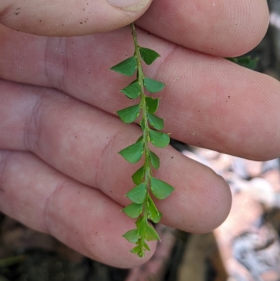 Acacia pravissima (Wedge-leaved Wattle, Ovens Wattle) at Cotter River, ACT - 25 Jan 2023 by MattM