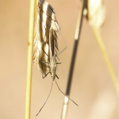 Mutusca brevicornis (A broad-headed bug) at The Pinnacle - 25 Jan 2023 by AlisonMilton