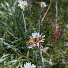 Oreixenica orichora (Spotted Alpine Xenica) at Kosciuszko National Park, NSW - 25 Jan 2023 by Rebeccajgee