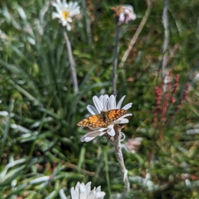 Oreixenica orichora (Spotted Alpine Xenica) at Kosciuszko National Park, NSW - 25 Jan 2023 by Rebeccajgee