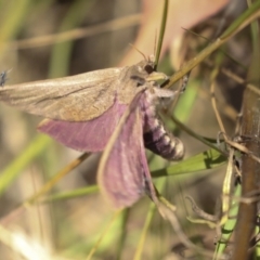 Oxycanus (genus) (Unidentified Oxycanus moths) at Hawker, ACT - 25 Jan 2023 by AlisonMilton