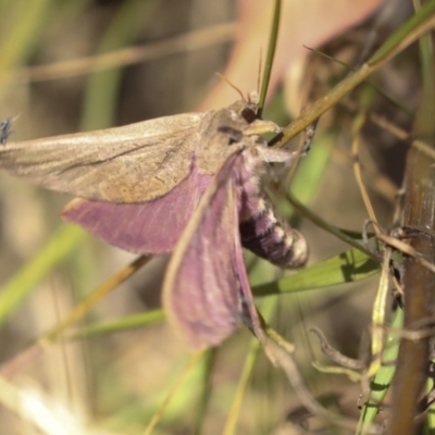 Oxycanus (genus) (Unidentified Oxycanus moths) at Hawker, ACT - 24 Jan 2023 by AlisonMilton
