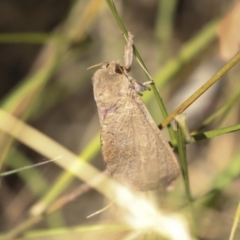 Oxycanus (genus) at Hawker, ACT - 25 Jan 2023