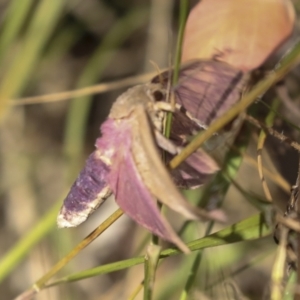 Oxycanus (genus) at Hawker, ACT - 25 Jan 2023