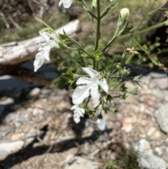 Teucrium corymbosum (Forest Germander) at Googong Foreshore - 24 Jan 2023 by SimoneC