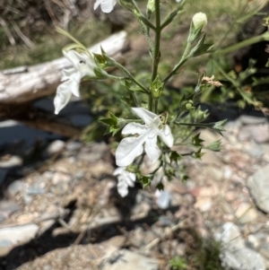 Teucrium corymbosum at Yarrow, NSW - 24 Jan 2023 01:20 PM