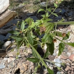 Teucrium corymbosum at Yarrow, NSW - 24 Jan 2023 01:20 PM