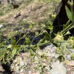 Teucrium corymbosum at Yarrow, NSW - 24 Jan 2023