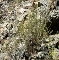 Teucrium corymbosum at Yarrow, NSW - 24 Jan 2023