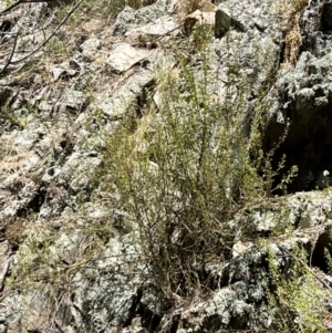 Teucrium corymbosum at Yarrow, NSW - 24 Jan 2023 01:20 PM