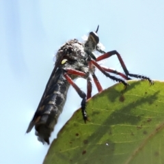 Chrysopogon muelleri (Robber fly) at Hawker, ACT - 25 Jan 2023 by AlisonMilton