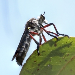 Chrysopogon muelleri at Hawker, ACT - 25 Jan 2023