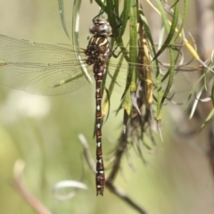 Austroaeschna unicornis (Unicorn Darner) at The Pinnacle - 25 Jan 2023 by AlisonMilton