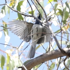 Myiagra rubecula (Leaden Flycatcher) at Hawker, ACT - 25 Jan 2023 by AlisonMilton