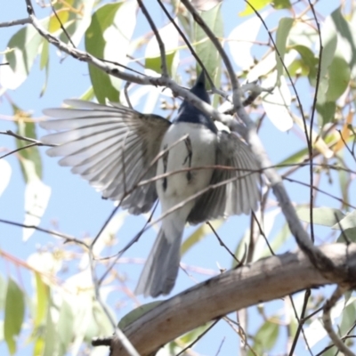 Myiagra rubecula (Leaden Flycatcher) at Hawker, ACT - 25 Jan 2023 by AlisonMilton