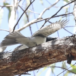 Myiagra rubecula at Hawker, ACT - 25 Jan 2023