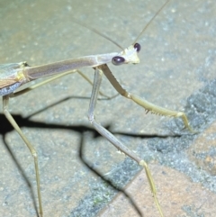 Tenodera australasiae (Purple-winged mantid) at Jerrabomberra, NSW - 25 Jan 2023 by SteveBorkowskis