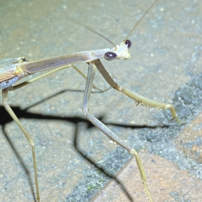 Tenodera australasiae (Purple-winged mantid) at Jerrabomberra, NSW - 25 Jan 2023 by Steve_Bok