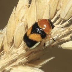 Aporocera (Aporocera) flaviventris (A case bearing leaf beetle) at The Pinnacle - 24 Jan 2023 by AlisonMilton