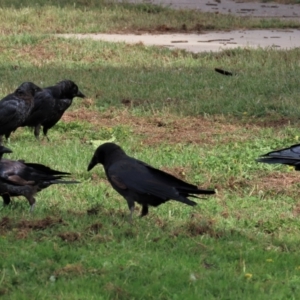 Corvus mellori at Bungendore, NSW - 21 Jan 2023