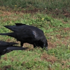 Corvus mellori at Bungendore, NSW - 21 Jan 2023