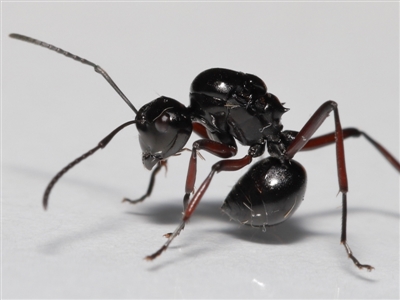 Polyrhachis sp. (genus) (A spiny ant) at Wellington Point, QLD - 20 Jan 2023 by TimL