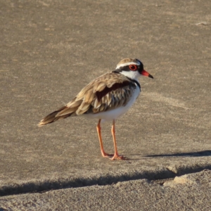 Charadrius melanops at Molonglo, ACT - 25 Jan 2023