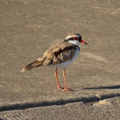 Charadrius melanops (Black-fronted Dotterel) at Coombs Ponds - 25 Jan 2023 by MatthewFrawley