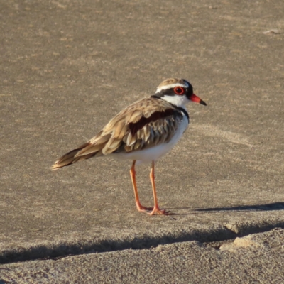 Charadrius melanops (Black-fronted Dotterel) at Molonglo, ACT - 25 Jan 2023 by MatthewFrawley