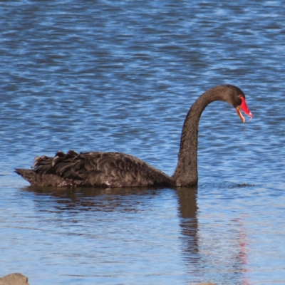 Cygnus atratus (Black Swan) at Coombs Ponds - 25 Jan 2023 by MatthewFrawley