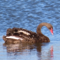 Cygnus atratus at Molonglo, ACT - 25 Jan 2023