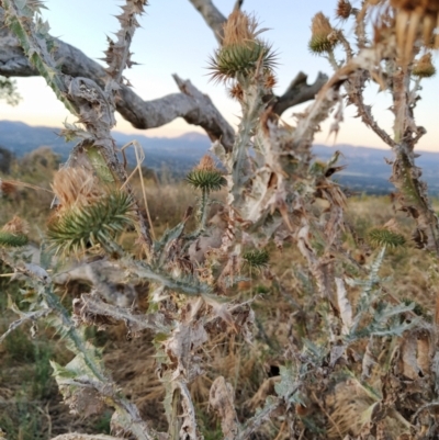 Onopordum acanthium (Scotch Thistle) at Fadden, ACT - 25 Jan 2023 by KumikoCallaway