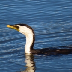 Microcarbo melanoleucos (Little Pied Cormorant) at Coombs Ponds - 25 Jan 2023 by MatthewFrawley