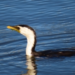 Microcarbo melanoleucos (Little Pied Cormorant) at Molonglo, ACT - 25 Jan 2023 by MatthewFrawley