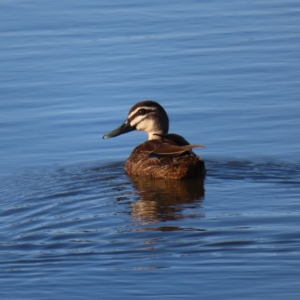 Anas superciliosa at Molonglo, ACT - 25 Jan 2023