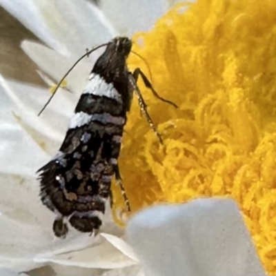 Glyphipterix meteora (A Sedge Moth) at Namadgi National Park - 25 Jan 2023 by Pirom